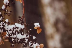 a withered delicate flower in the garden on a cold frosty day during falling white snow photo