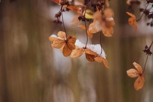 a withered delicate flower in the garden on a cold frosty day during falling white snow photo