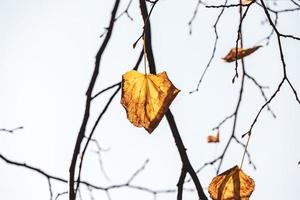 colorful autumn leaves on the tree in natural habitat photo