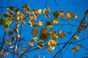 colorful autumn leaves on the tree in natural habitat photo