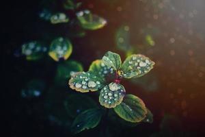 autumn leaves of the bush with rain drops in the warm afternoon sun photo