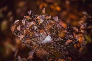 brown autumn boulder bushes with leaves and cobweb with dew drops in close-up photo