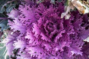 autumn background in close-up of decorative cabbage growing in the garden in the cold November sun photo