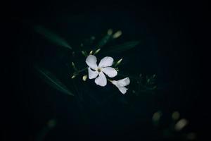 white flower on green background in summer garden photo