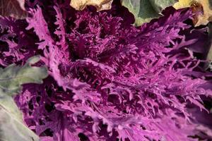 autumn background in close-up of decorative cabbage growing in the garden in the cold November sun photo