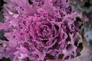 autumn background in close-up of decorative cabbage growing in the garden in the cold November sun photo