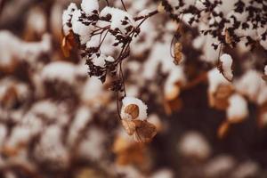 un marchito delicado flor en el jardín en un frío escarchado día durante que cae blanco nieve foto