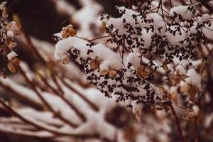 un marchito delicado flor en el jardín en un frío escarchado día durante que cae blanco nieve foto