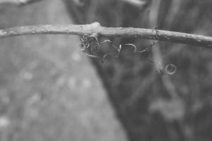 strange twisted shape of a climbing plant growing on a fence in close-up photo