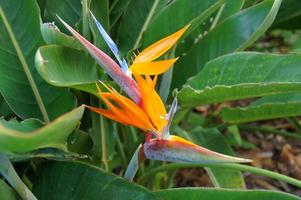 original real Strelitzia flor creciente en natural habitat en el ogora en de cerca foto