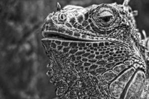 portrait of white black lizard outside at the zoo photo