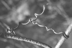 strange twisted shape of a climbing plant growing on a fence in close-up photo