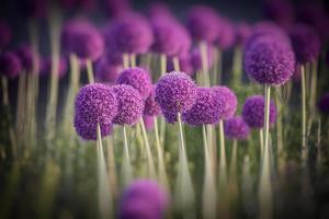 large purple flowers blooming ornamental garlic in the early summer photo