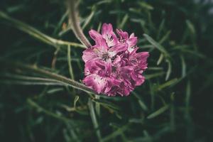 verano púrpura flor en un natural ajuste iluminado por calentar tarde ligero foto