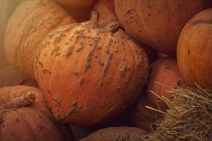 orange autumn fresh pumpkin lying outdoors as a decoration photo