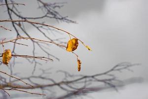 colorful autumn leaves on the tree in natural habitat photo