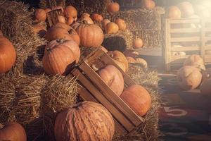 orange autumn fresh pumpkin lying outdoors as a decoration photo