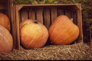 orange autumn fresh pumpkin lying outdoors as a decoration photo