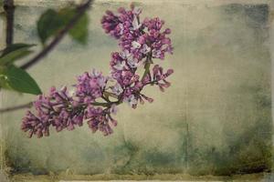 spring twig of blooming purple lilac with green leaves photo