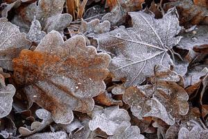 autumn background with brown oak leaves covered with frost photo