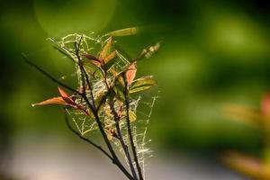 spider web on a spring branch against a green background outdoors, in close-up photo