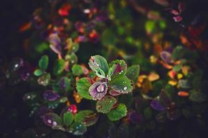 autumn leaves of the bush with rain drops in the warm afternoon sun photo