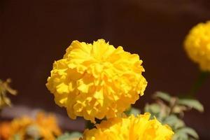 un amarillo maravilla flor con un oscuro antecedentes foto