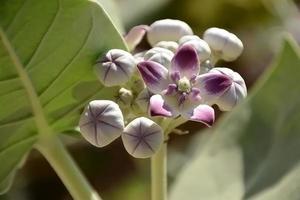 A close-up of a plant with purple flowers and green leaves photo