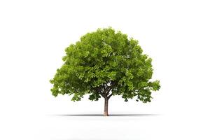 verde árbol aislado en blanco antecedentes. ai generado foto