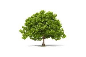 Green tree isolated on white background. photo