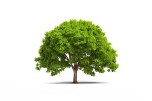 verde árbol aislado en blanco antecedentes. ai generado foto