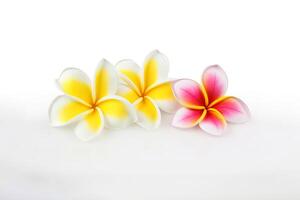 Tropical beautiful flowers, frangipani plumeria flower isolated on white background. photo