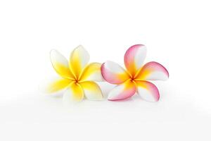 Tropical beautiful flowers, frangipani plumeria flower isolated on white background. photo