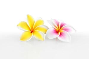 Tropical beautiful flowers, frangipani plumeria flower isolated on white background. photo