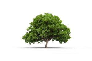 Green tree isolated on white background. photo