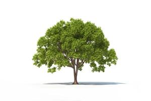 Green tree isolated on white background. photo