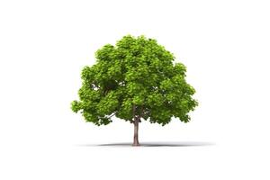 verde árbol aislado en blanco antecedentes. ai generado foto