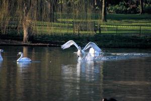 una vista de un cisne mudo foto