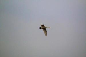 A view of a Whooper Swan at Martin Mere Nature Reserve photo