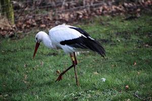 A view of a White Stork at Martin Mere Nature Reserve photo