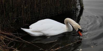 A view of a Mute Swan on the water photo