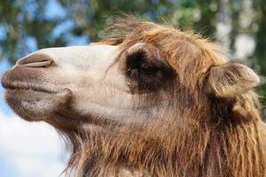 Camel - Close-Up on Face photo