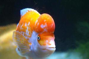 Amphilophus Citrinellus - White and Orange Fish photo