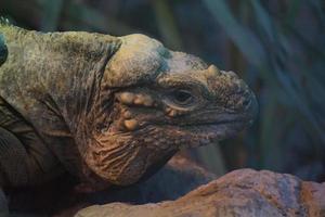 Green Iguana Lizard - Close-Up on Head photo