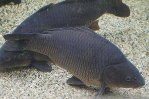 Two Black Fish, Bottom with Stones photo