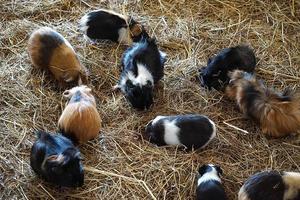 Guinea Pigs - Pet Animals photo