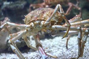 Crab with Long Legs Underwater photo