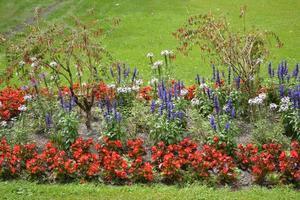 Red and Violet Flowers in Garden photo