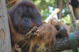 Orangutan Monkey Sitting on a Tree photo