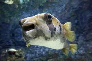 Black and White Fugu Fish photo